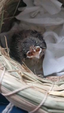 幼鸟视频,视频捕捉自然之美