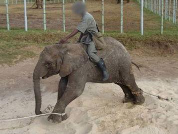 动物残忍视频,触目惊心的残忍瞬间