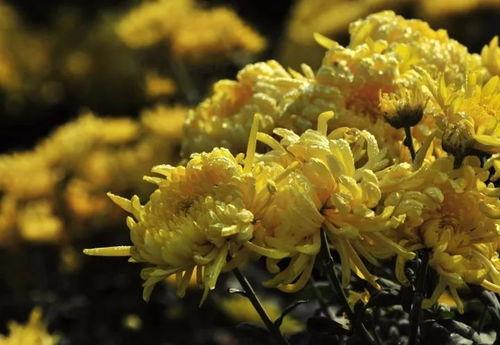 手插老公菊花,手插老公菊花背后的情感纠葛