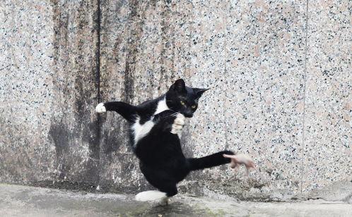 猫高空坠落视频,猫咪高空坠落，命悬一线！