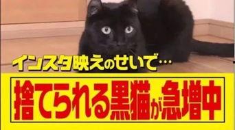 黑猫网红爆料视频大全集,揭秘网络红人幕后真相